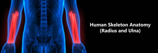 Human Body Bone Joint Pains Anatomy (Hand Joints). 3D - Illustration