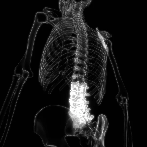 Human Skeleton System Vertebral Column Anatomy Illustration — Stock Photo, Image
