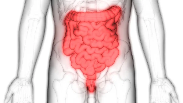 Anatomía Del Sistema Digestivo Humano Estómago Con Intestino Delgado — Foto de Stock