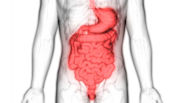 Mänsklig Matsmältningssystemet Anatomi Mage Med Liten Tarminfektion — Stockfoto