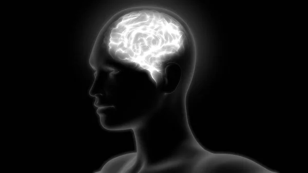 Lidská Anatomie Mozku Ilustrace — Stock fotografie