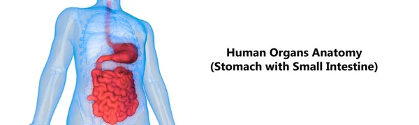 Menselijk Spijsverteringsstelsel Maag Anatomie Vooraanzicht — Stockfoto