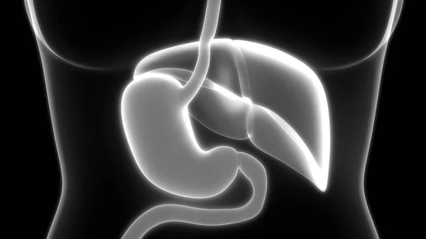 Nsan Sindirim Sistemi Mide Anatomisi Anterior View — Stok fotoğraf