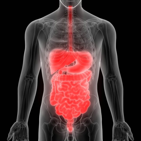 Анатомия внутренних органов пищеварения человека. 3D