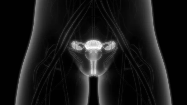 Женская Репродуктивная Система Нервной Системой Мочевым Пузырем Иллюстрация — стоковое фото