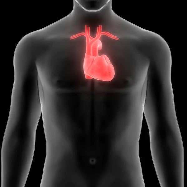Анатомия Человеческого Сердца Иллюстрация — стоковое фото