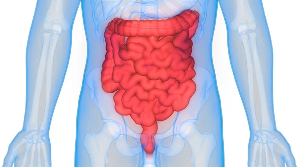 Menselijk Spijsverteringsstelsel Anatomie Maag Met Dunne Darm Illustratie — Stockfoto
