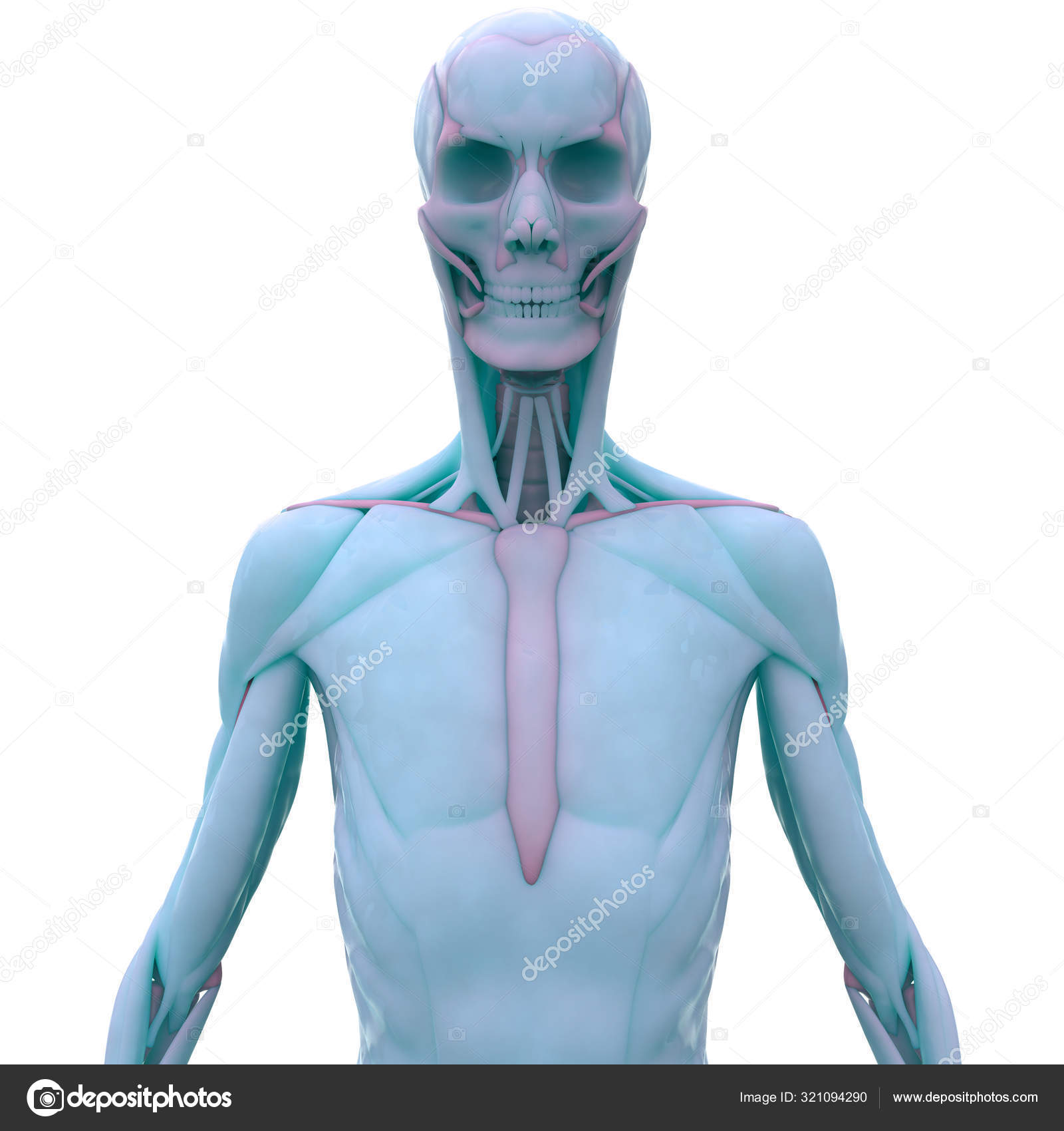 Human Skeleton System Anatomy Illustration Stock Photo by ©magicmine ...