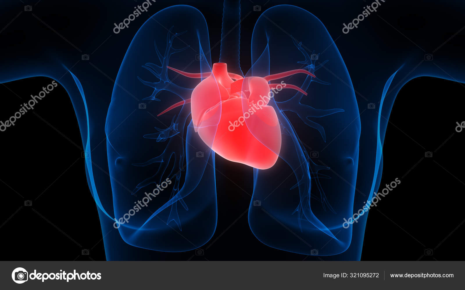 Sistem Pernapasan Manusia Anatomi Paru Paru Stok Foto C Magicmine 321095272
