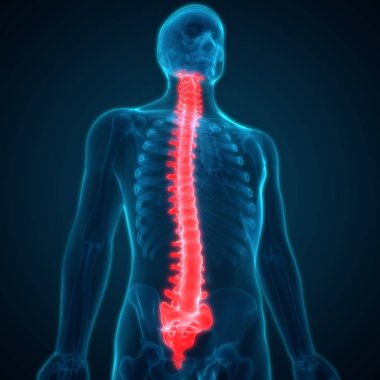 İnsan iskeleti omurgası anatomisi. 3D - Görüntü