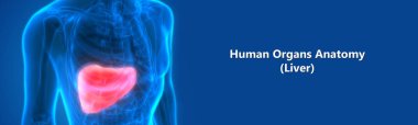 İnsan İç Sindirim Organı Anatomisi. Üç Boyut