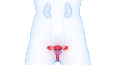 Kadın Üreme Sistemi Anatomisi. 3D - Görüntü