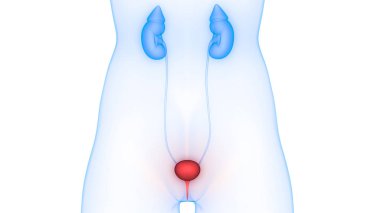 İdrar torbası anatomisi olan insan böbrekleri. 3D - Görüntü