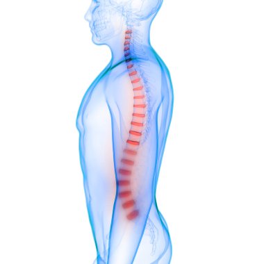 İnsan iskeleti omurgası anatomisi. 3D - Görüntü