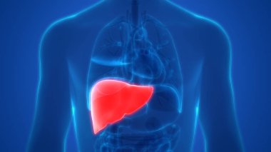 İnsan Kalbi Anatomisi. 3D - Görüntü