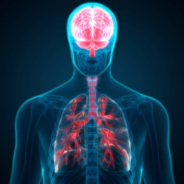 İnsan Beyni Anatomisi - İllüstrasyon