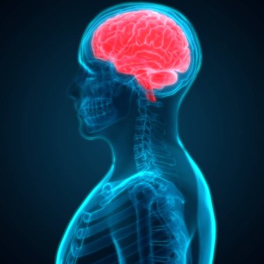 İnsan Beyni Anatomisi - İllüstrasyon