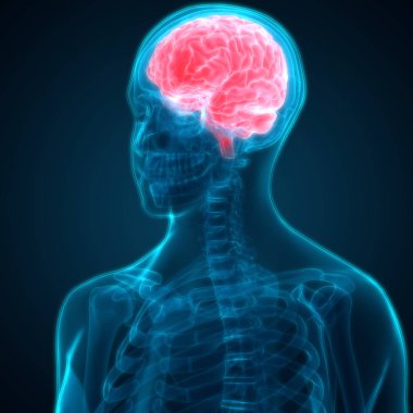 İnsan Beyni Anatomisi - İllüstrasyon