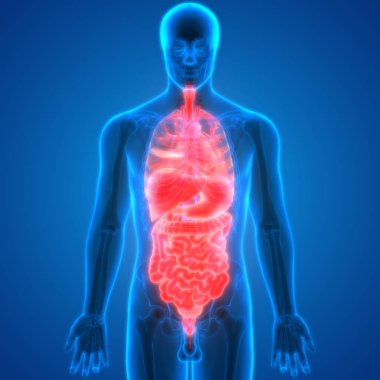 İnsan Sindirim Sistemi İnce bağırsak Anatomisi. 3d 