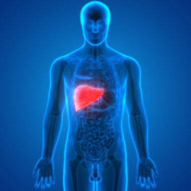 İnsan İç Sindirim Organı Anatomisi. Üç Boyut
