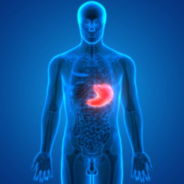 İnsan Sindirim Sistemi Mide Anatomisi Anterior View. 3d