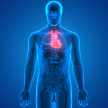 İnsan Kalbi Anatomisi. 3D - Görüntü