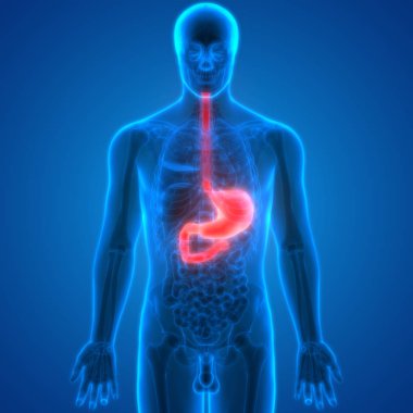 İnsan Sindirim Sistemi Mide Anatomisi Anterior View. 3d