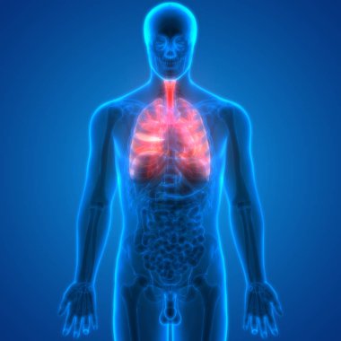 İnsan Solunum Sistemi Akciğerleri Anatomisi. Üç Boyut