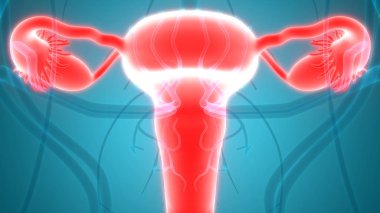 Kadın Üreme Sistemi Anatomisi. 3D - Görüntü
