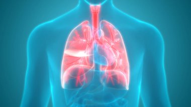 İnsan Solunum Sistemi Akciğerleri Anatomisi. Üç Boyut