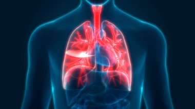 İnsan Solunum Sistemi Akciğerleri Anatomisi. Üç Boyut