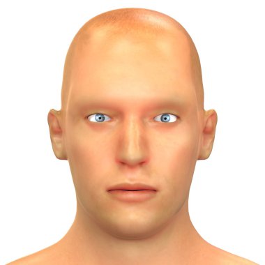 İnsan Yüzü Anatomisi. 3D - Görüntü