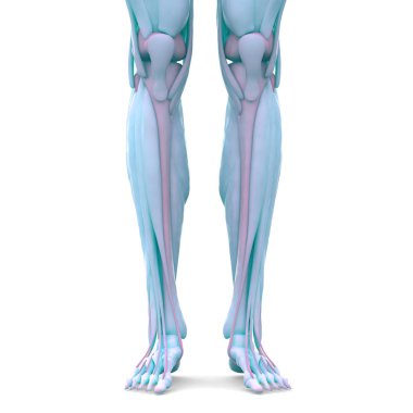İnsan Vücut Kemiği Eklem Ağrısı (Ayak Eklemleri ve Kemikler) 3D - Görüntü