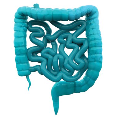 İnsan Sindirim Sistemi İnce bağırsak Anatomisi. 3d 