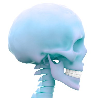 İnsan İskeleti Kafatası Anatomisi. 3D - Görüntü