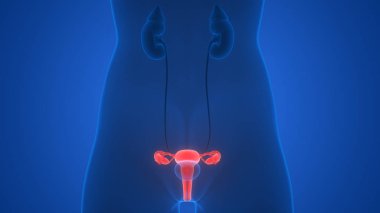 Kadın Üreme Sistemi Anatomisi. 3D - Görüntü