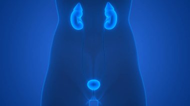 İdrar torbası anatomisi olan insan böbrekleri. 3D - Görüntü