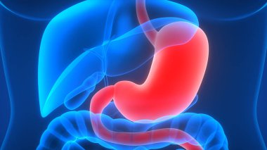 İnsan İç Sindirim Organı Anatomisi. Üç Boyut