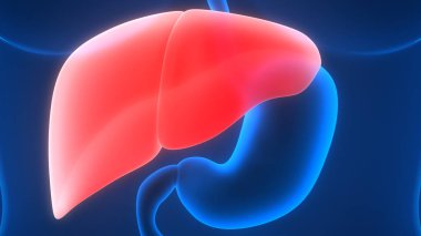 İnsan İç Sindirim Organı Anatomisi. Üç Boyut