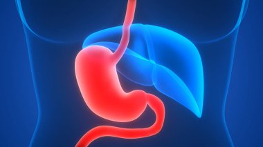 İnsan İç Sindirim Organı Anatomisi. Üç Boyut