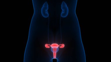 Kadın Üreme Sistemi Anatomisi. 3D - Görüntü