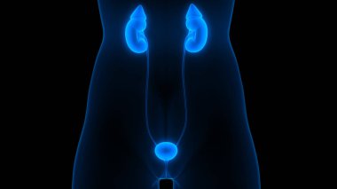 İnsan İdrar Sistemi Böbrekleri Anatomisi. Üç Boyut