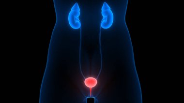 İnsan İdrar Sistemi Böbrekleri Anatomisi. Üç Boyut
