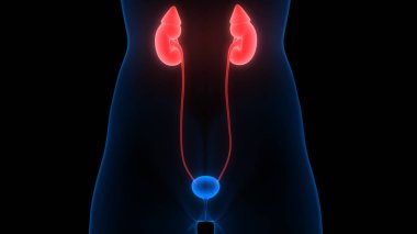 İnsan İdrar Sistemi Böbrekleri Anatomisi. Üç Boyut