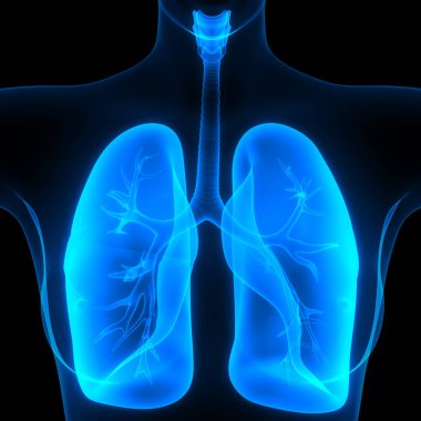 İnsan Solunum Sistemi Akciğerleri Anatomisi. Üç Boyut