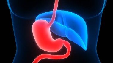 İnsan Sindirim Sistemi Mide Anatomisi Anterior View. 3d