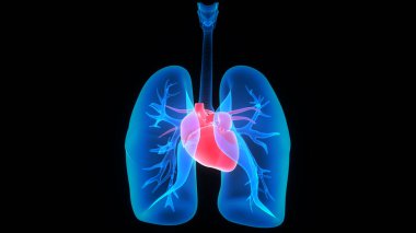 İnsan Solunum Sistemi Akciğerleri Anatomisi. Üç Boyut