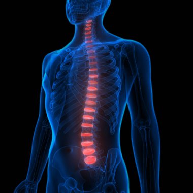 İnsan iskelet sistemi omurgası anatomisi. 3D - Görüntü