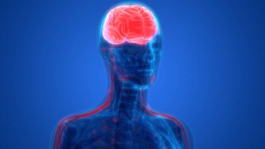 İnsan beyni anatomisi. 3D - Görüntü