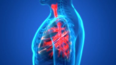 İnsan Vücut Organları Akciğerleri Anatomisi. 3D - Görüntü